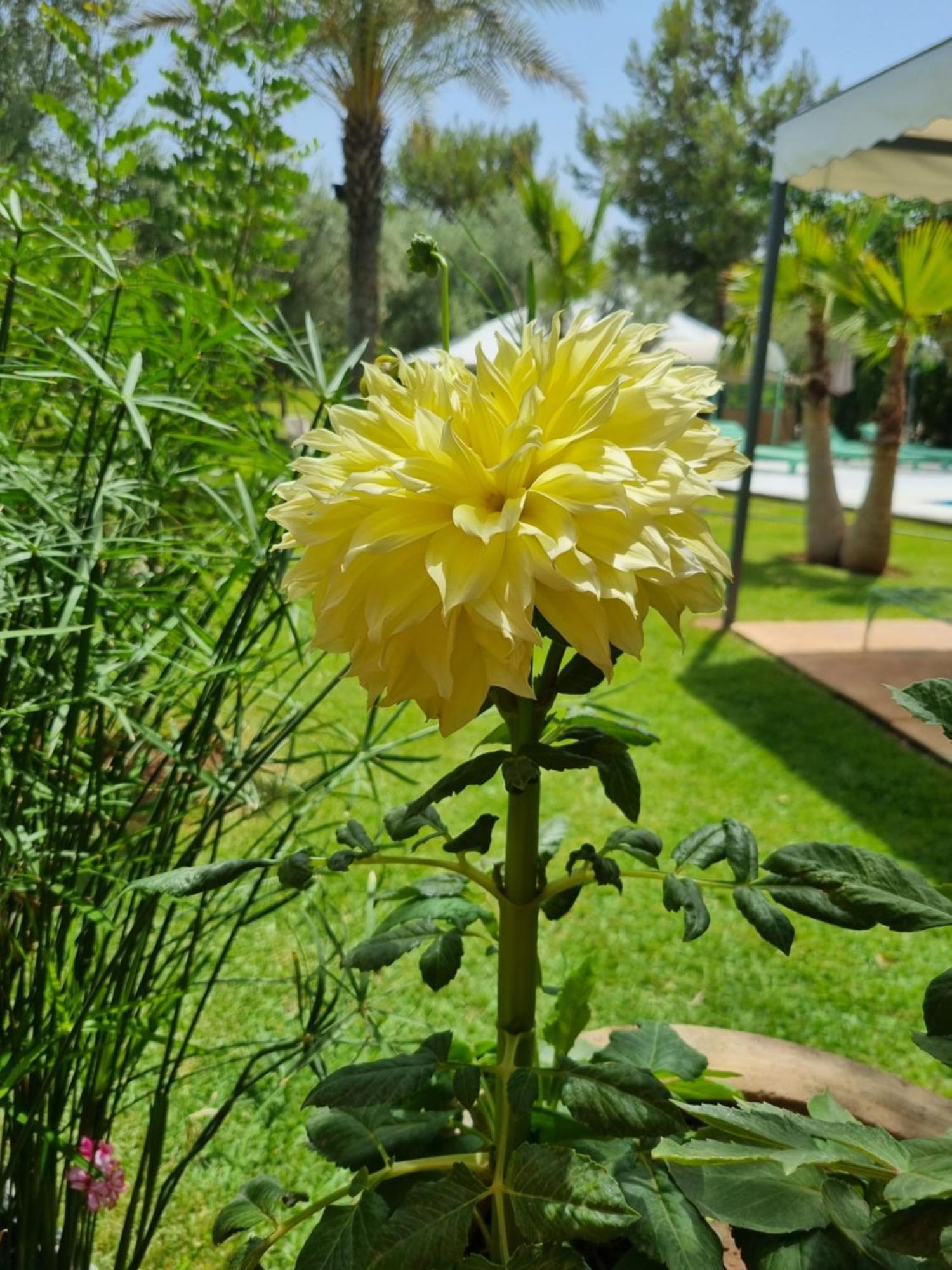 Riad Les Deux Citronniers Marrakesh Værelse billede